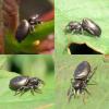 Heliophanus auratus
